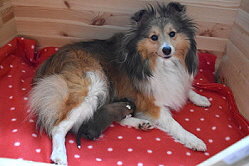 That�s True Magic C-Wurf