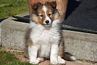 That�s True Magic Endless Love Eloy, 8 Wochen alt