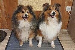 Die Eltern vom T-Wurf von den Bockshof Angels, Tequila und Hope