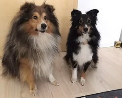 Die Eltern vom Charity of Life G-Wurf, Tequila und Chenoa