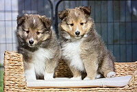 Charity of Life Gordon und Grisu, 8 Wochen alt