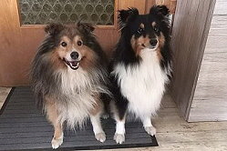 Die Eltern vom B-Wurf von der Wertachau, Tequila und Oki