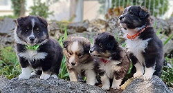 D-Wurf vom Jura-Hopfen, 5 Wochen alt