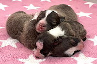 E3-Wurf vom Berghof Engelsbrand