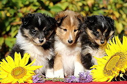 Y2-Wurf vom Affinger Bach, 6 Wochen alt