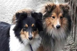 Die Eltern vom Trust in me R-Wurf, Tequila und Helene