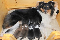 Mama Helene mit ihrem Welpen