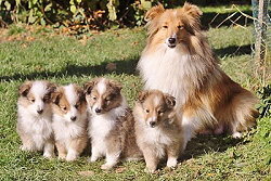 Bella mit ihren 8 Wochen alten Welpen