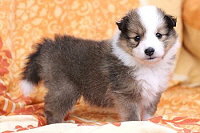 Sarah�s Dream Delight, 5 Wochen alt