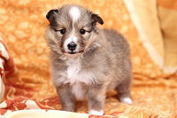 Sarah�s Dream Diamond, 5 Wochen alt