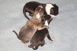 Candy von Shannon X2-Wurf