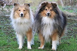 Die Eltern vom C-Wurf from Cherryblossom Dream, Tequila und Nami