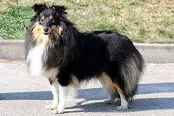 Zuchthndin Tictac vom Affinger Bach