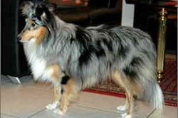 Zuchthndin Eisfee vom Affinger Bach