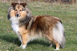 Zuchthndin Toffifee vom Affinger Bach