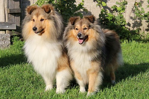 Miji und Toffifee, die Eltern des B3-Wurfes