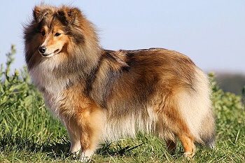 Die Mama Ch. Toffifee vom Affinger Bach