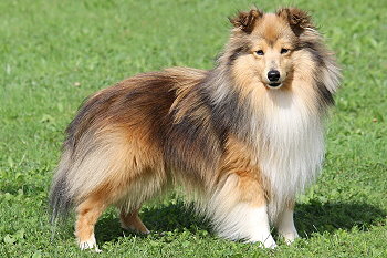 Der Papa Forever Love Simba Shetlandska hvezda