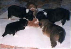 B-Wurf vom Affinger Bach