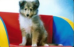 Harvey vom Sch�ferstolz