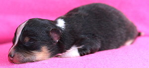 M3-Wurf vom Affinger Bach