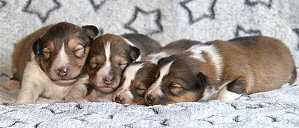 N3-Wurf vom Affinger Bach