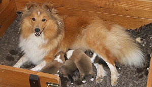 O3-Wurf vom Affinger Bach