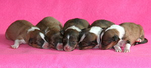 P3-Wurf vom Affinger Bach 