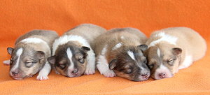 R3-Wurf vom Affinger Bach