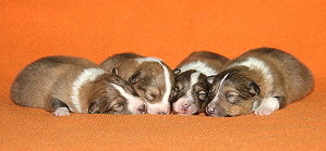 S3-Wurf vom Affinger Bach