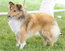 Zuchthndin Xaveria vom Affinger Bach