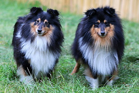 Die Eltern des R2-Wurfes vom Affinger Bach