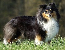 Zuchthndin Xera vom Affinger Bach