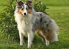 Zuchthndin Yuwel vom Affinger Bach