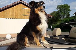 Zuchthndin Zuckerwtte vom Affinger Bach