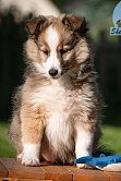 Nashiro sunlit Horizon of Plush Power, 8 Wochen alt
