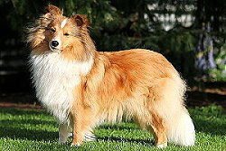 Zuchthndin Kesha Khedira vom Affinger Bach